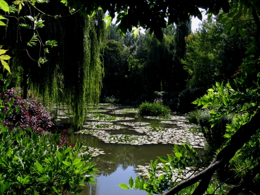 Monets have