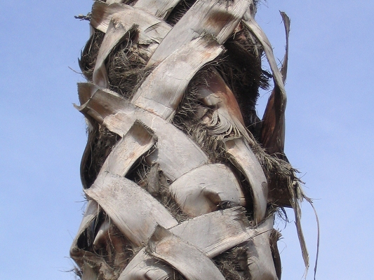 Palmestamme