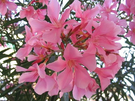 Blomster