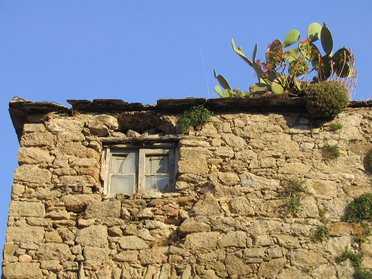 Kaktuser p� hustag i Calvi