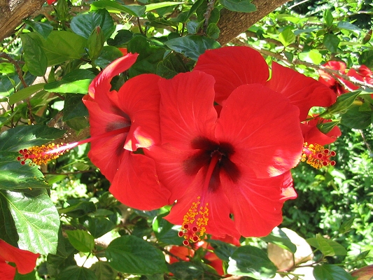 R�de hibiscusblomster