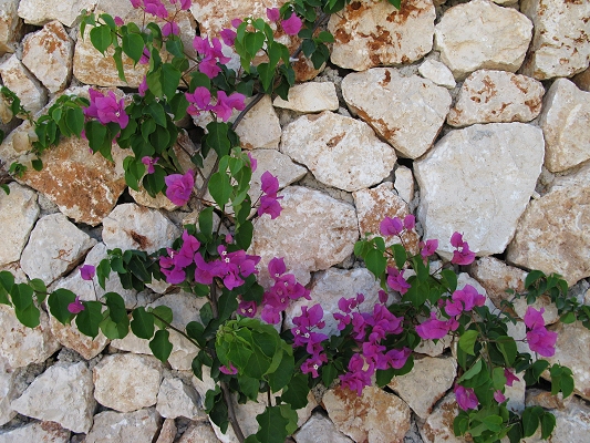 V�g i Cala D'or